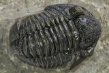 Detailed Gerastos Trilobite Fossil - Morocco #312812-1